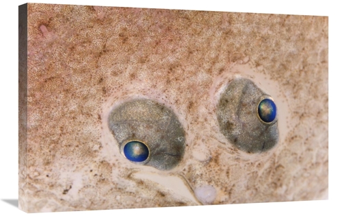 Global Gallery GCS-395364-2030-142 20 x 30 in. European Flounder Eyes&