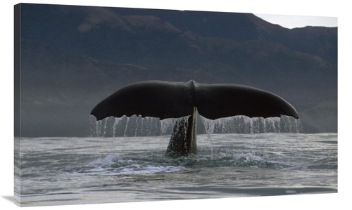 Global Gallery GCS-450778-44-142 44 in. Sperm Whale Tail, New Zeal