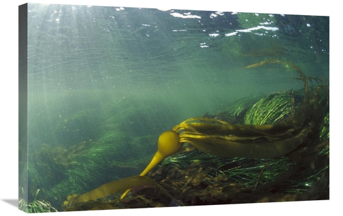 Global Gallery GCS-450831-2030-142 20 x 30 in. Bull Kelp Underwater