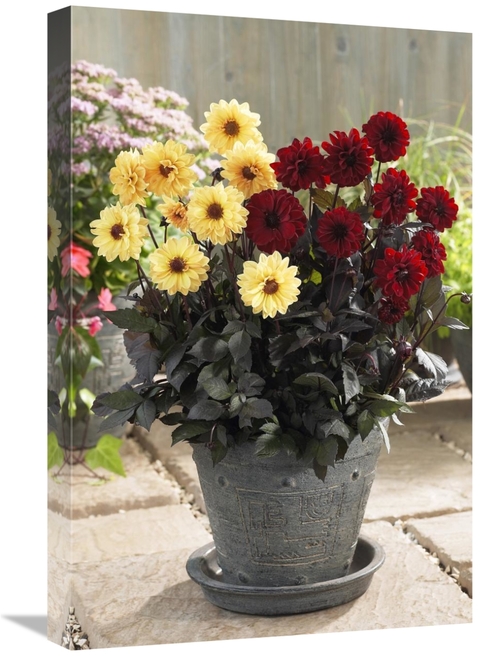 Global Gallery GCS-398407-1624-142 16 x 24 in. Dahlia Yellow Chic & Ch