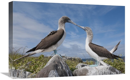 Global Gallery GCS-395647-1624-142 16 x 24 in. Blue-Footed Boobies in 