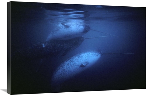 Global Gallery GCS-450592-2436-142 24 x 36 in. Narwhal Males Underwate