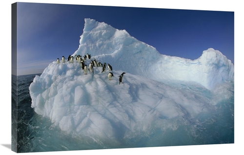 Global Gallery GCS-453459-2436-142 24 x 36 in. Adelie Penguina on Scul