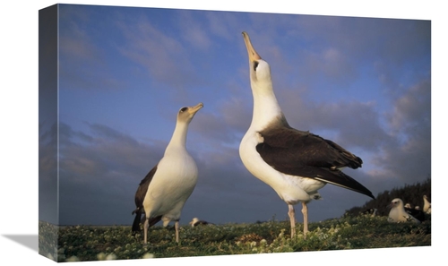 Global Gallery GCS-451425-1218-142 12 x 18 in. Laysan Albatross Courts