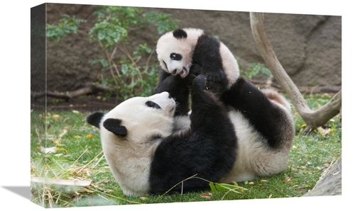 Global Gallery GCS-398151-1218-142 12 x 18 in. Giant Panda Mother & Cu