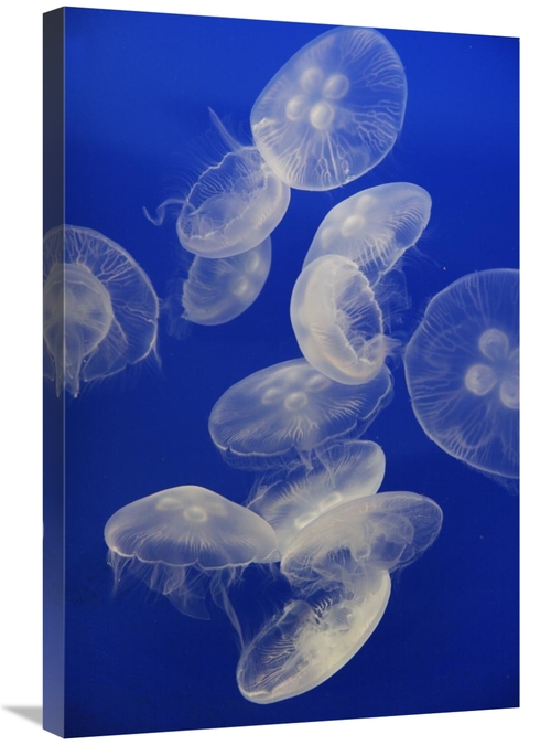 Global Gallery GCS-453575-2030-142 20 x 30 in. Moon Jelly Group, A