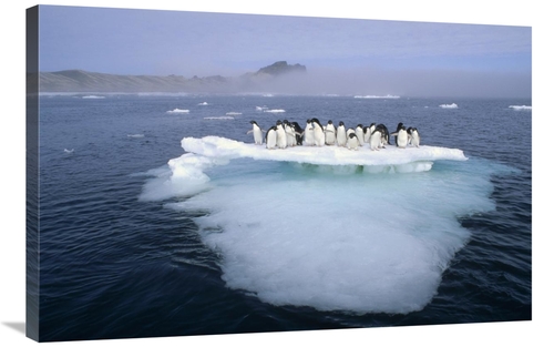 Global Gallery GCS-395661-2436-142 24 x 36 in. Adelie Penguin Group Cr