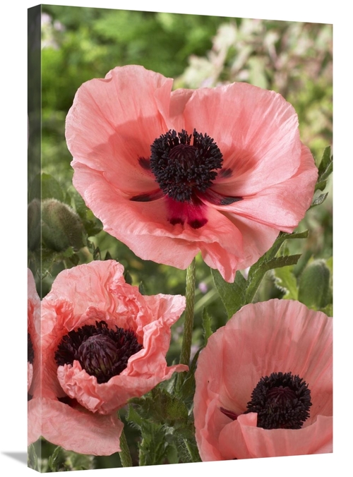 Global Gallery GCS-398376-2030-142 20 x 30 in. Oriental Poppy Salmon V