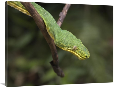 Global Gallery GCS-396057-3040-142 30 x 40 in. Emerald Tree Boa in Tre