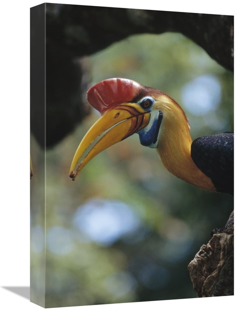 Global Gallery GCS-451051-1218-142 12 x 18 in. Sulawesi Red-Knobbed Ho