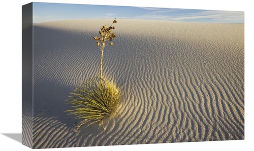 Global Gallery GCS-398521-1218-142 12 x 18 in. Soaptree Yucca Growing 