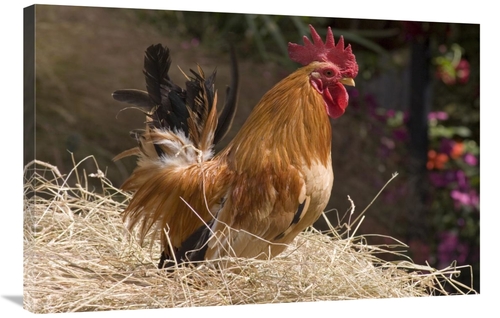 Global Gallery GCS-397442-2436-142 24 x 36 in. Domestic Chicken, J