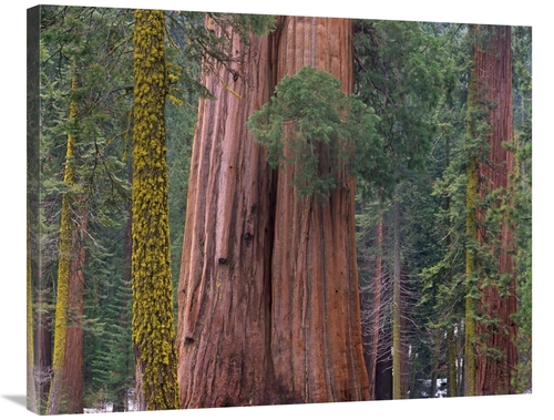 Global Gallery GCS-395995-2835-142 28 x 35 in. Giant Sequoia Trees&#44