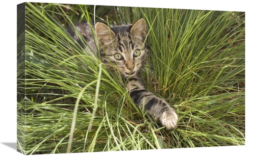 Global Gallery GCS-452578-1624-142 16 x 24 in. House Cat Hunting in Gr