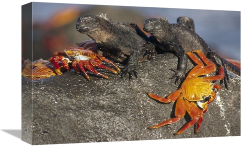 Global Gallery GCS-451193-1218-142 12 x 18 in. Sally Lightfoot Crabs &