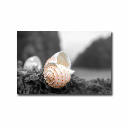 Artistic Home Gallery 3045E868IG Crescent Beach Shells No.1 A by Alan 
