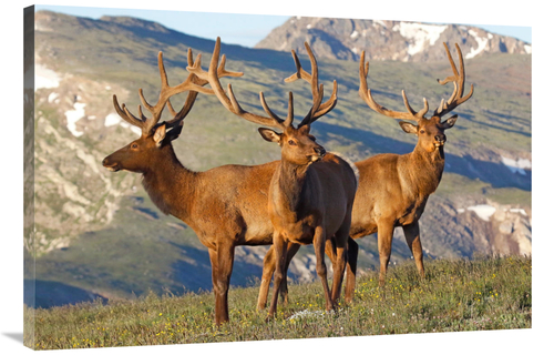 40 in. Teh Summer Range Art Print - Vic Schendel