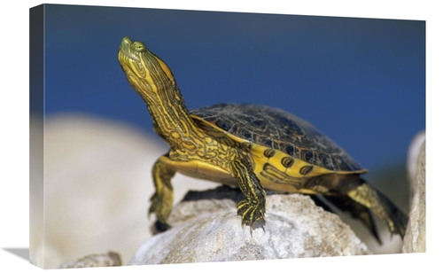 Global Gallery GCS-396618-1624-142 16 x 24 in. Yellow-Bellied Slider T
