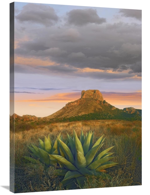 Global Gallery GCS-452167-36-142 36 in. Lechuguilla Agave & Casa Grand