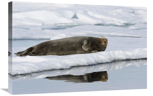 Global Gallery GCS-452713-2030-142 20 x 30 in. Bearded Seal on Ice Flo