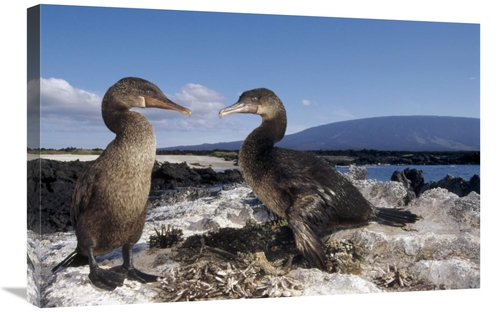 Global Gallery GCS-451397-2030-142 20 x 30 in. Flightless Cormorants A