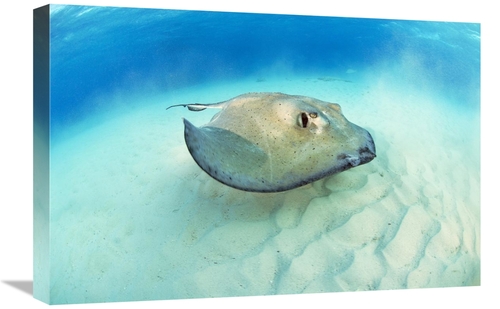 Global Gallery GCS-397584-1624-142 16 x 24 in. Southern Stingray, 