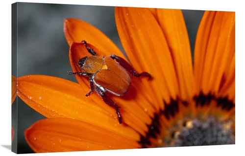 Global Gallery GCS-397236-2436-142 24 x 36 in. Scarab Beetle on A Guzm