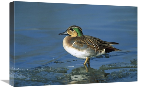 Global Gallery GCS-452516-1624-142 16 x 24 in. Baikal Teal Drake, 