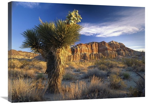 Global Gallery GCS-396232-2432-142 24 x 32 in. Joshua Tree at Red Rock