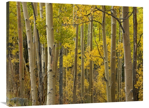 Global Gallery GCS-396871-3040-142 30 x 40 in. Aspen Trees in Autumn&#