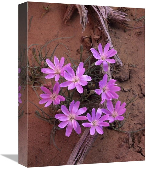 Global Gallery GCS-396265-1216-142 12 x 16 in. Desert Chicory Close Up