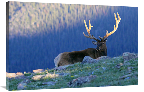 Global Gallery GCS-486505-40-142 40 in. Velvet Sunrise Art Print - Vic