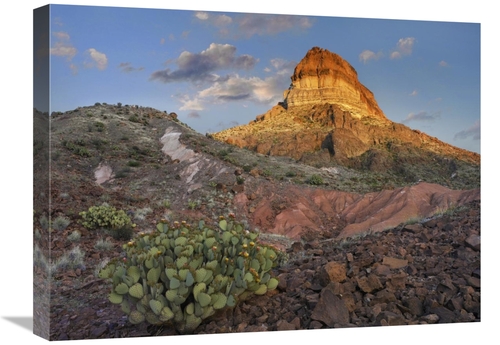 Global Gallery GCS-397182-1824-142 18 x 24 in. Prickly Pear Cactus at 