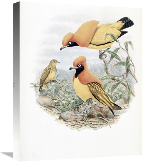 Global Gallery GCS-277760-22-142 22 in. Golden Bird of Paradise Art Pr