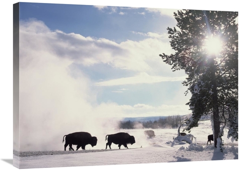 Global Gallery GCS-396556-2432-142 24 x 32 in. American Bison in Winte