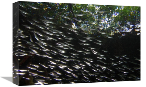 Global Gallery  12 x 18 in. Red Mangrove Aerial Roots Providing Shelte