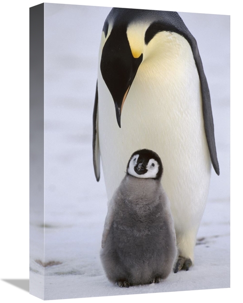 Global Gallery GCS-452316-1218-142 12 x 18 in. Emperor Penguin Parent 