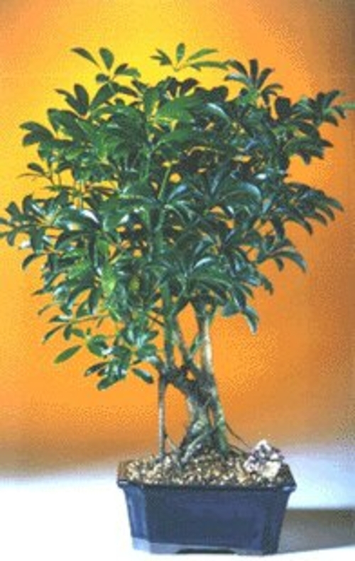 Hawaiian Umbrella Bonsai TreeComplete Starter Kit