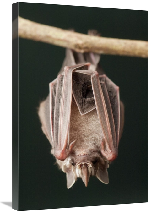 Global Gallery GCS-395558-2030-142 20 x 30 in. Leaf-Nosed Bat, Ama