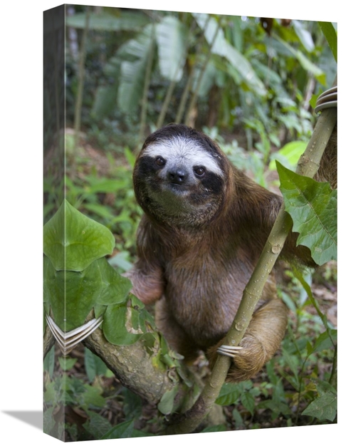 Global Gallery GCS-395843-1218-142 12 x 18 in. Brown-Throated Three-To