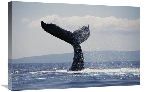 Global Gallery GCS-450988-2030-142 20 x 30 in. Humpback Whale Tail Lob