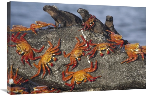 Global Gallery GCS-451192-2436-142 24 x 36 in. Sally Lightfoot Crabs &
