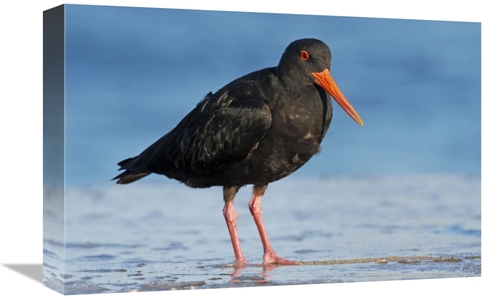 Global Gallery GCS-397466-1218-142 12 x 18 in. Variable Oystercatcher&