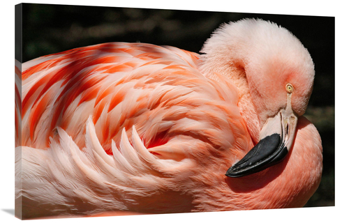 Global Gallery GCS-486565-40-142 40 in. Flamingo Art Print - Vic Schen