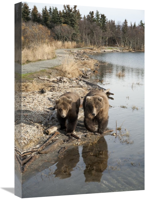 Global Gallery GCS-395488-1624-142 16 x 24 in. Grizzly Bear Mother & Y
