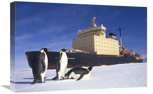 Global Gallery GCS-451073-1624-142 16 x 24 in. Emperor Penguin Trio & 