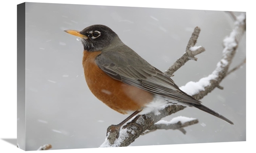 Global Gallery GCS-396378-1624-142 16 x 24 in. American Robin Perching