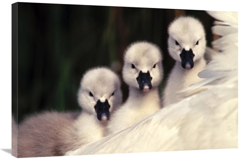 Global Gallery GCS-395575-2436-142 24 x 36 in. Mute Swans Three Cygnet