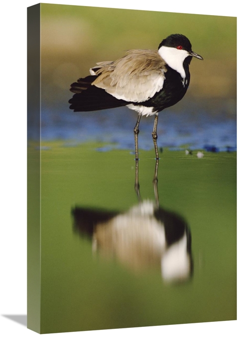 Global Gallery GCS-396503-22-142 22 in. Spur-Winged Plover with Its Re