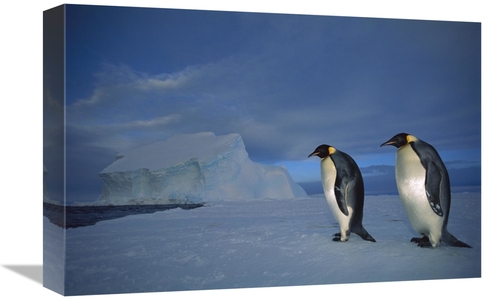 Global Gallery GCS-451729-1218-142 12 x 18 in. Emperor Penguin Pair on